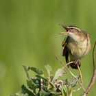 Sedge Warbler