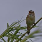 Sedge warbler ..