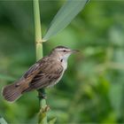 Sedge warbler