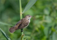 Sedge warbler