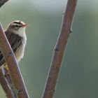 Sedge Warbler 