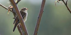 Sedge Warbler 