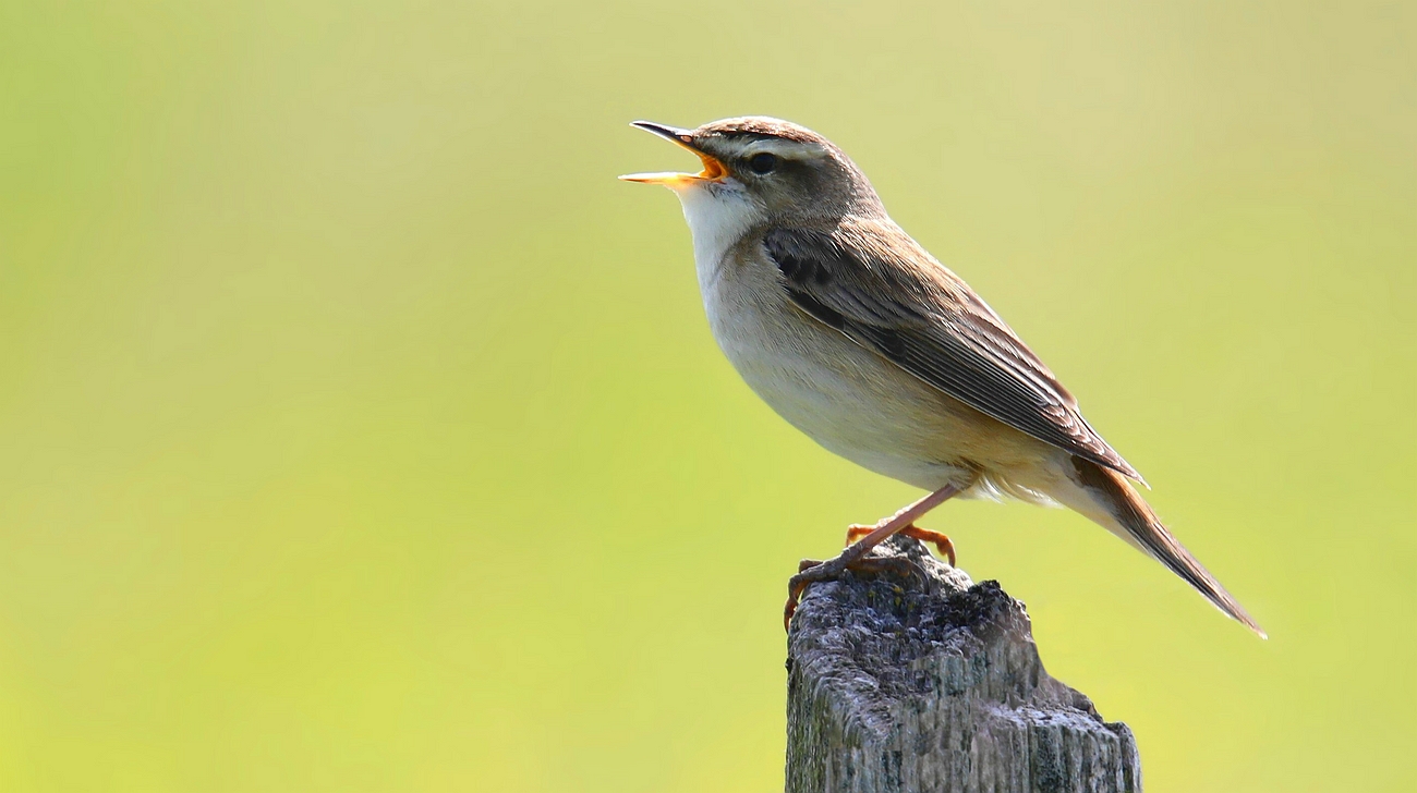 Sedge Warbler