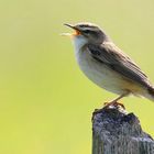 Sedge Warbler