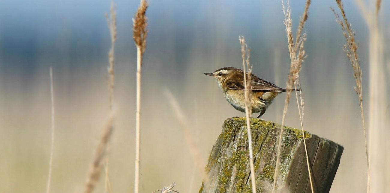 Sedge Warbler