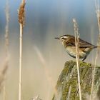 Sedge Warbler