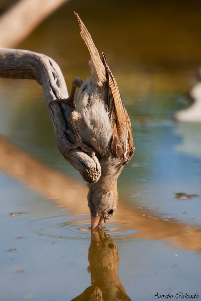 Sediento