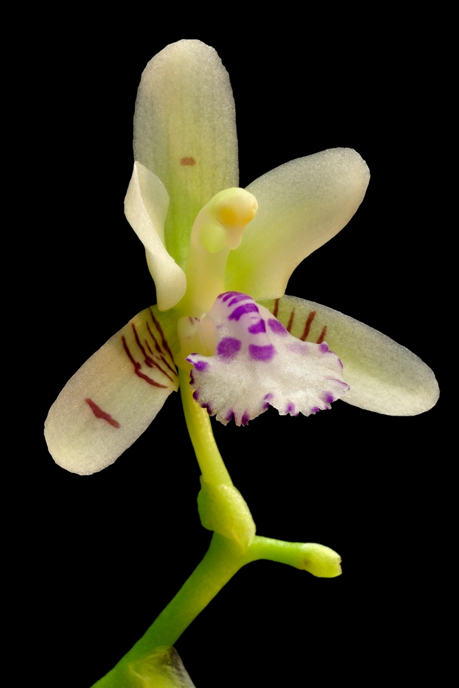 Sedirea japonica ex Aerides