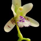 Sedirea japonica ex Aerides