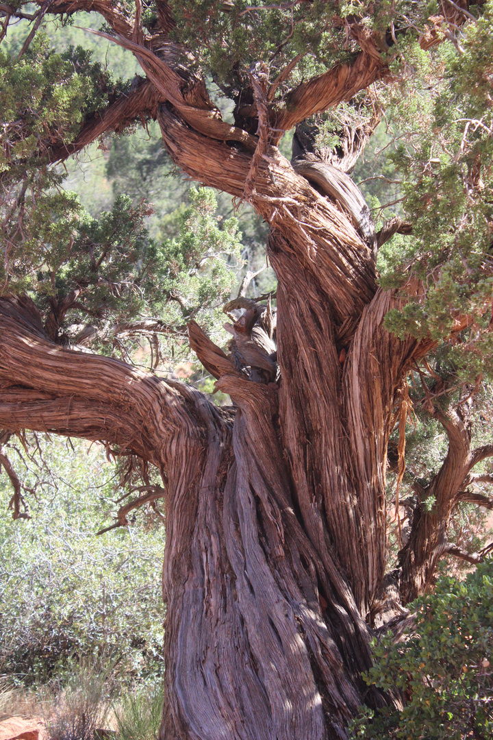 Sedona - Bell Rock