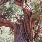 Sedona - Bell Rock