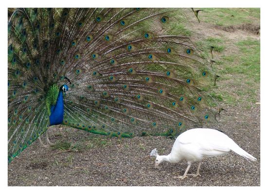 SEDUCTION........ je m'incline