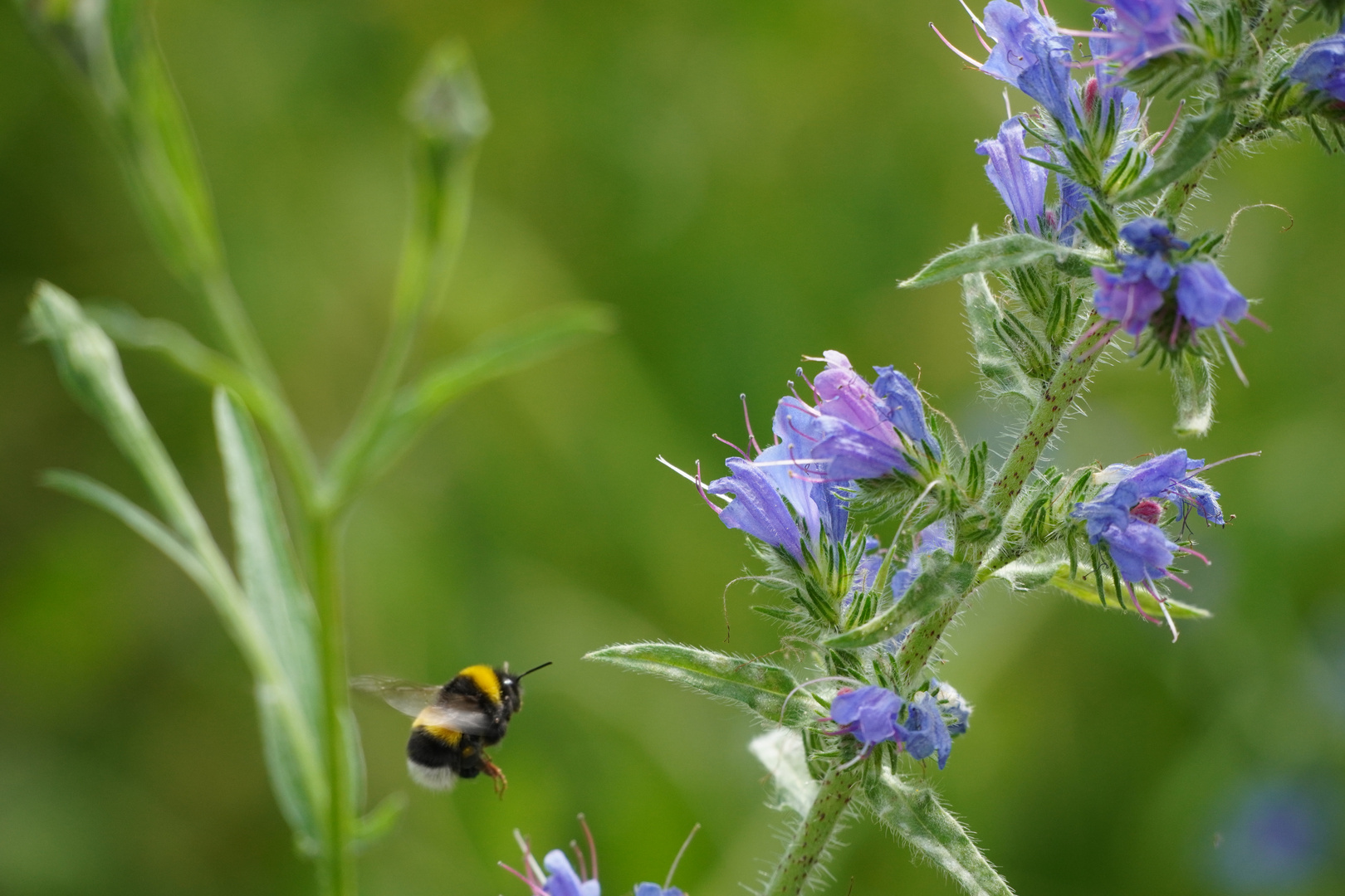 Sedulous Bee