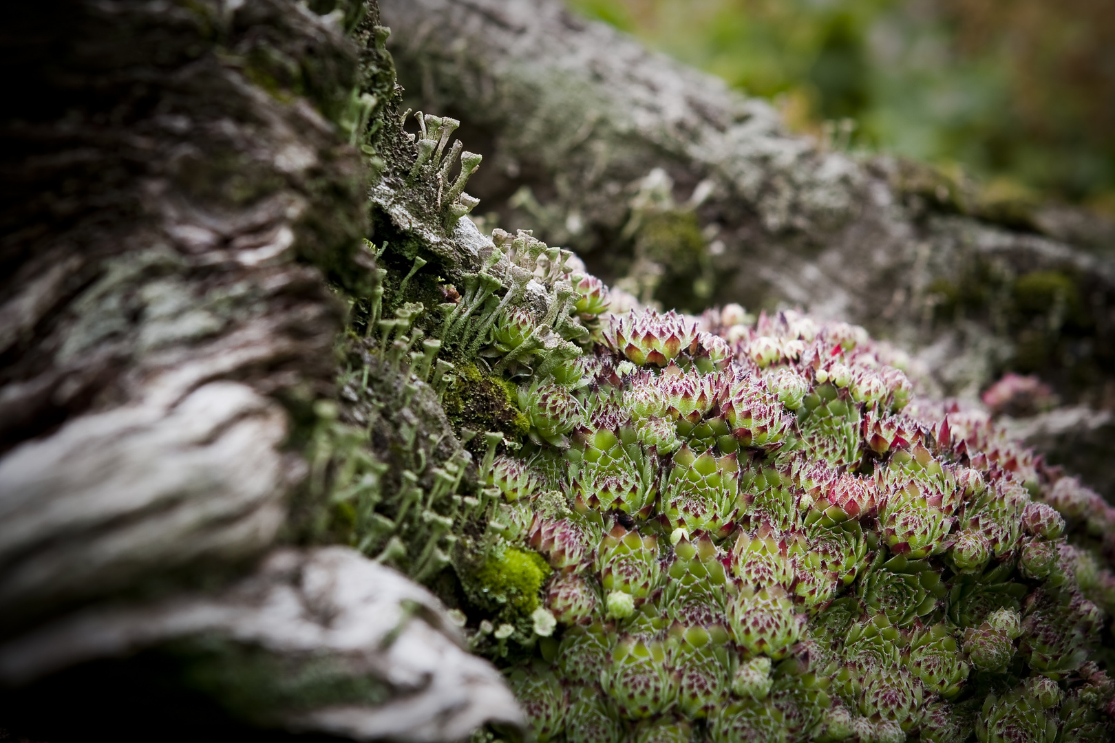 Sedum ....