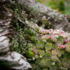 Sedum ....