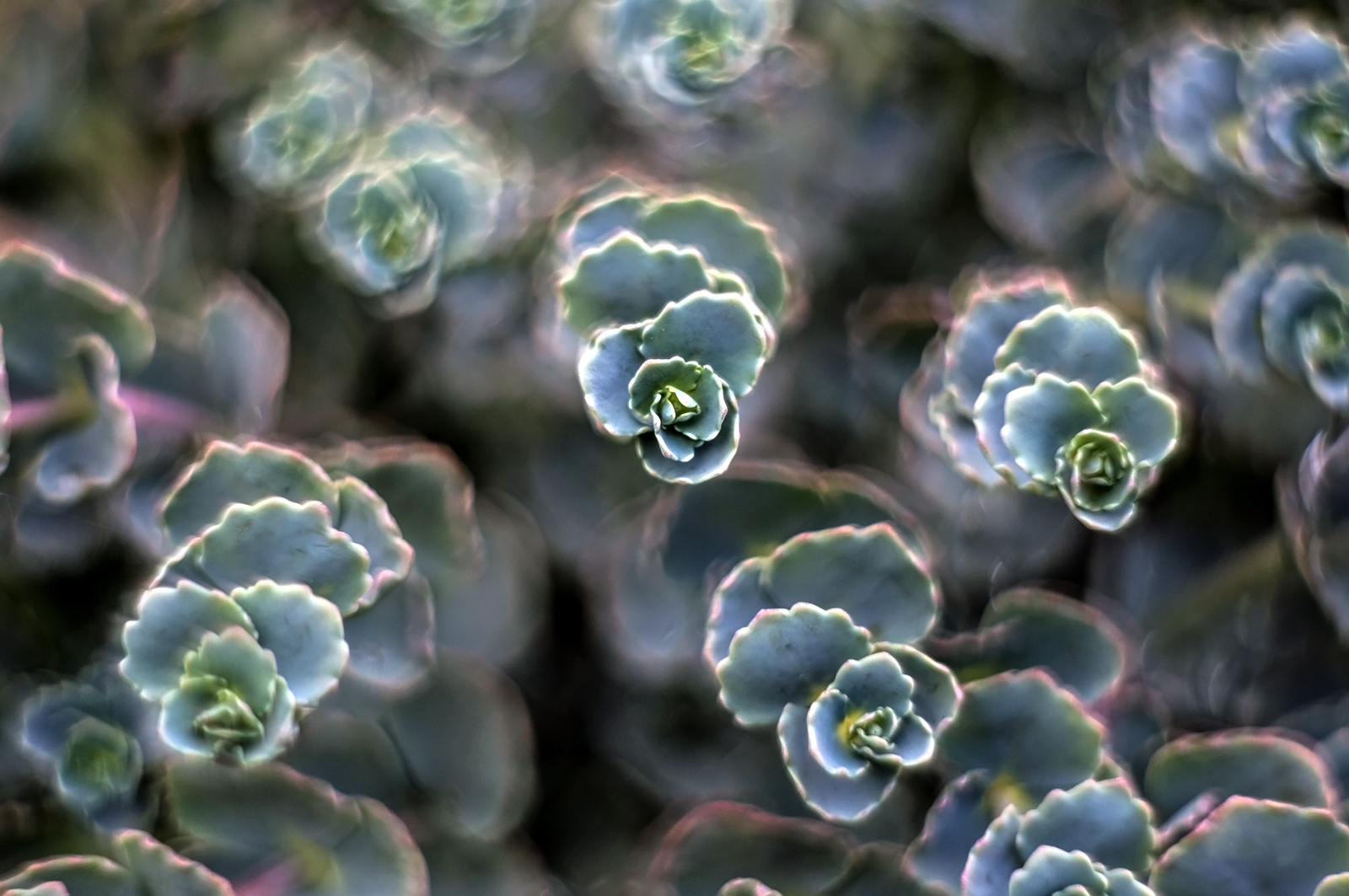 Sedum