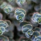 Sedum