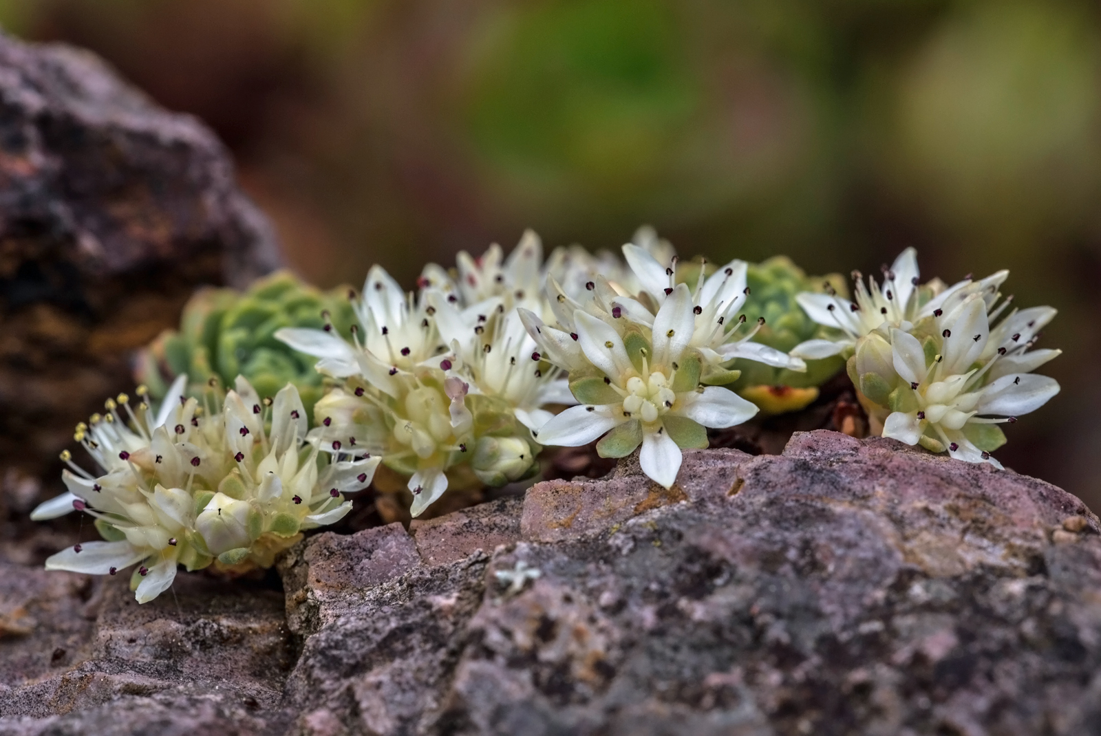 Sedum