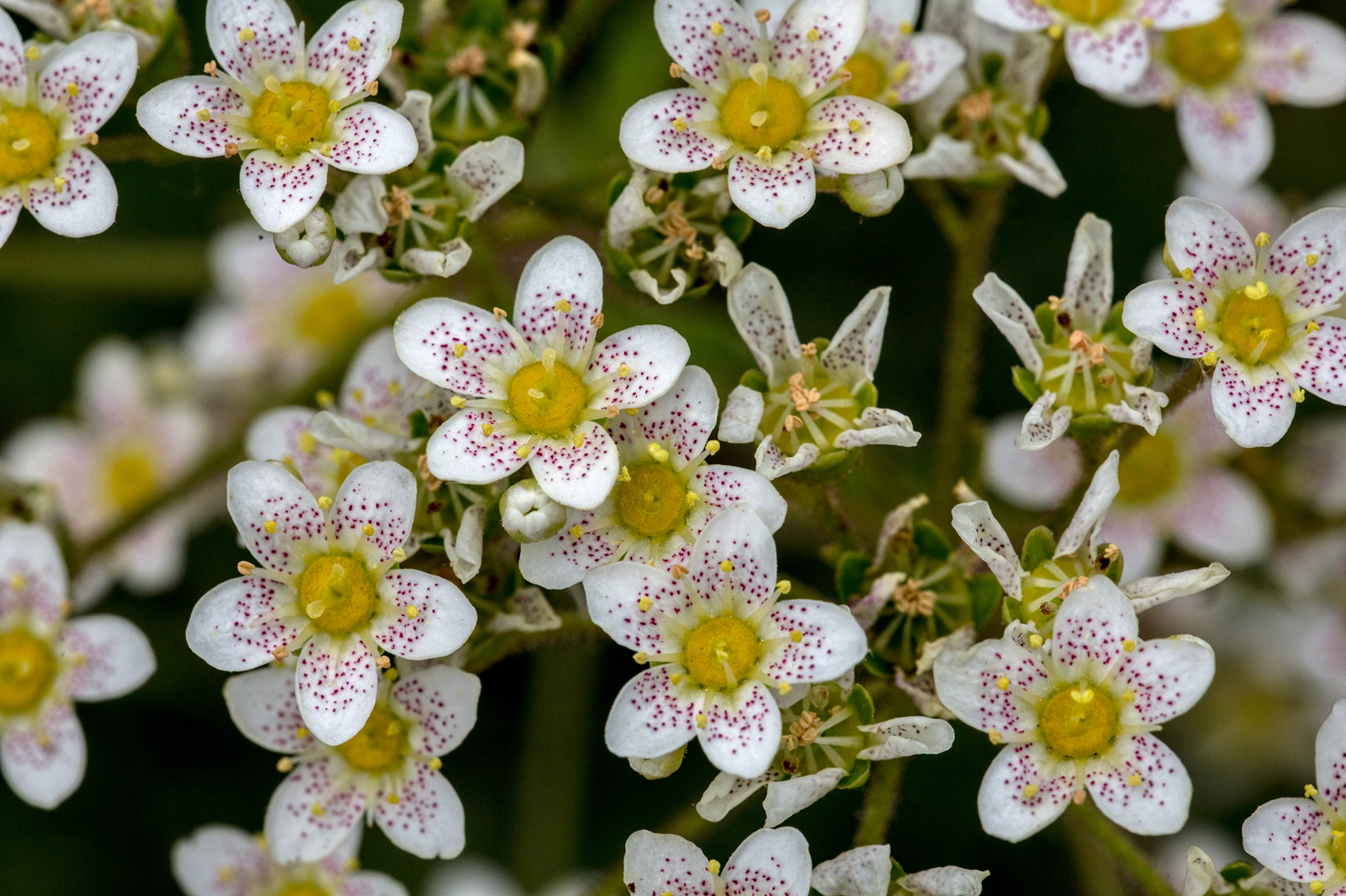 Sedum