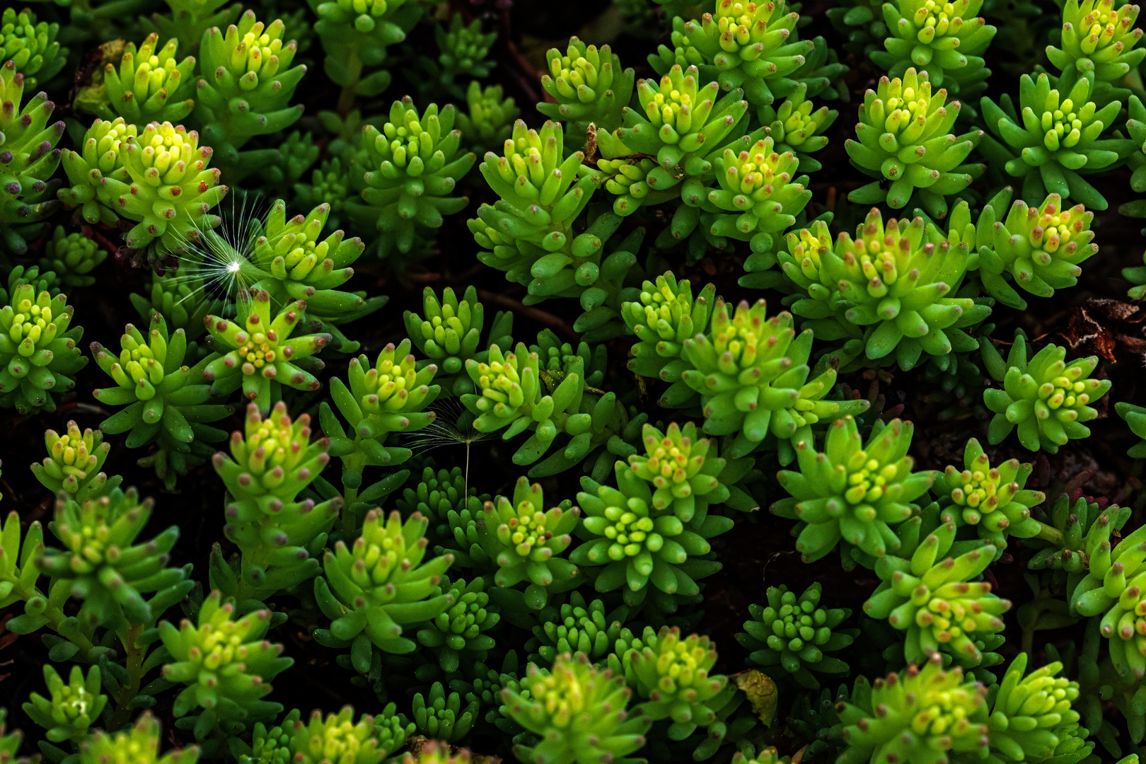 Sedum