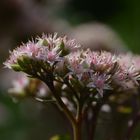 Sedum.....