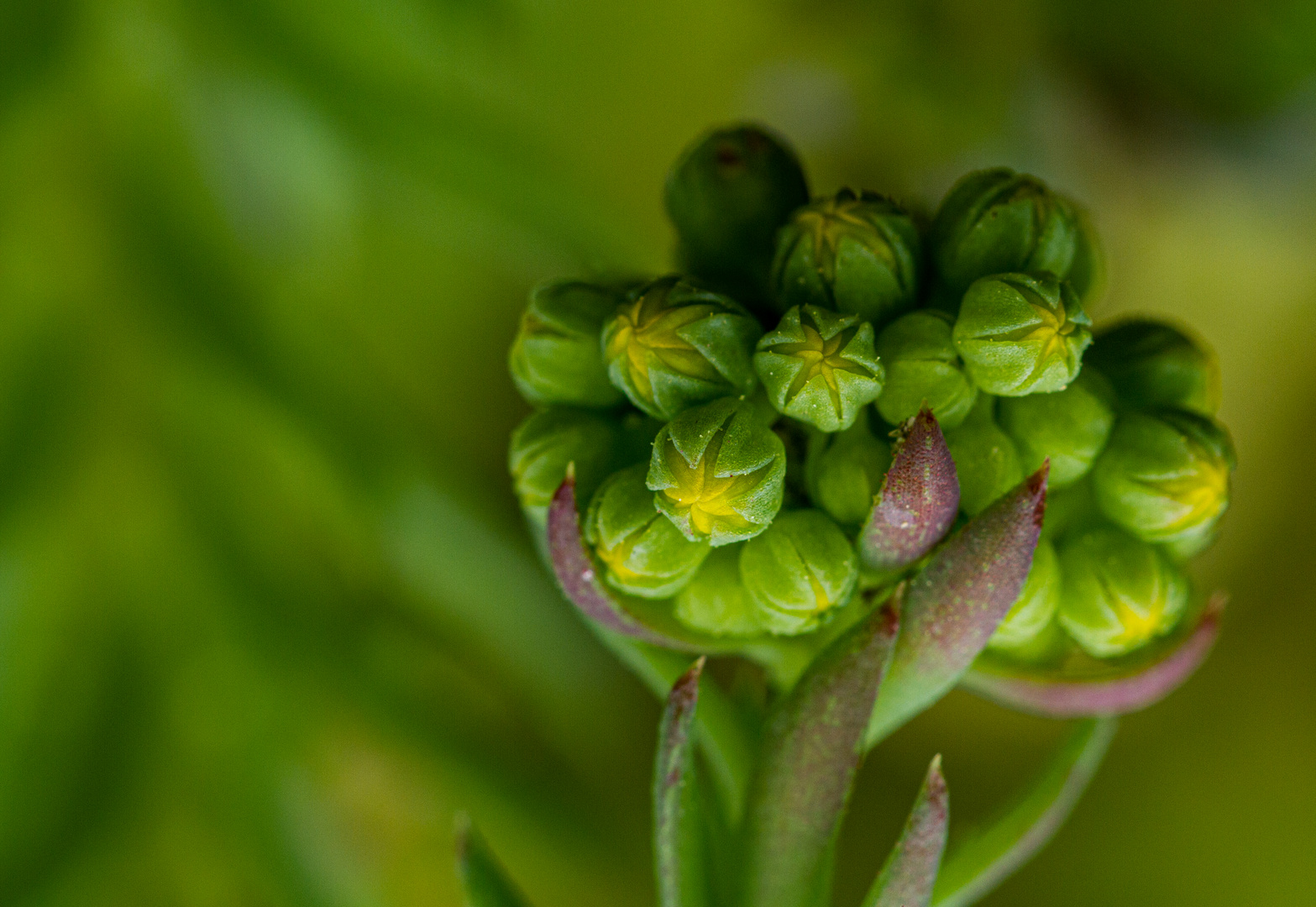 Sedum