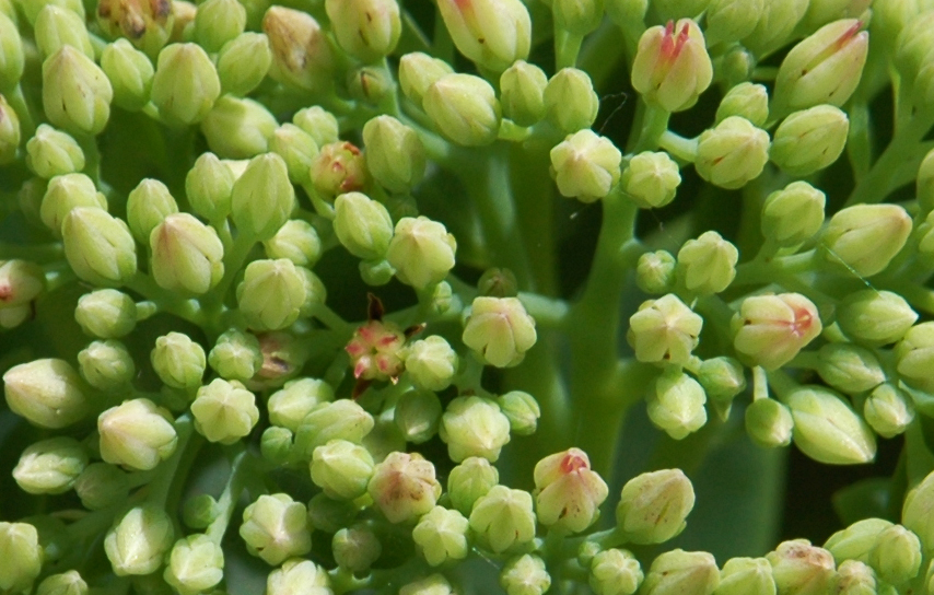 Sedum