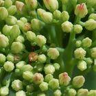 Sedum