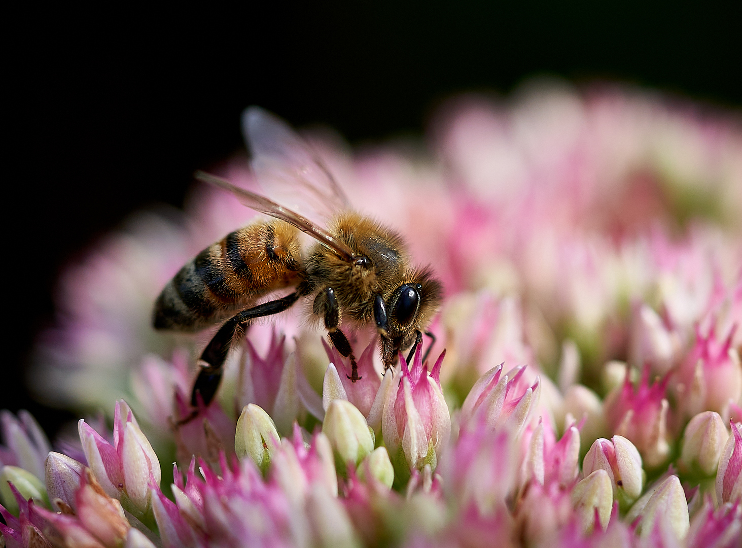 Sedum blüht..