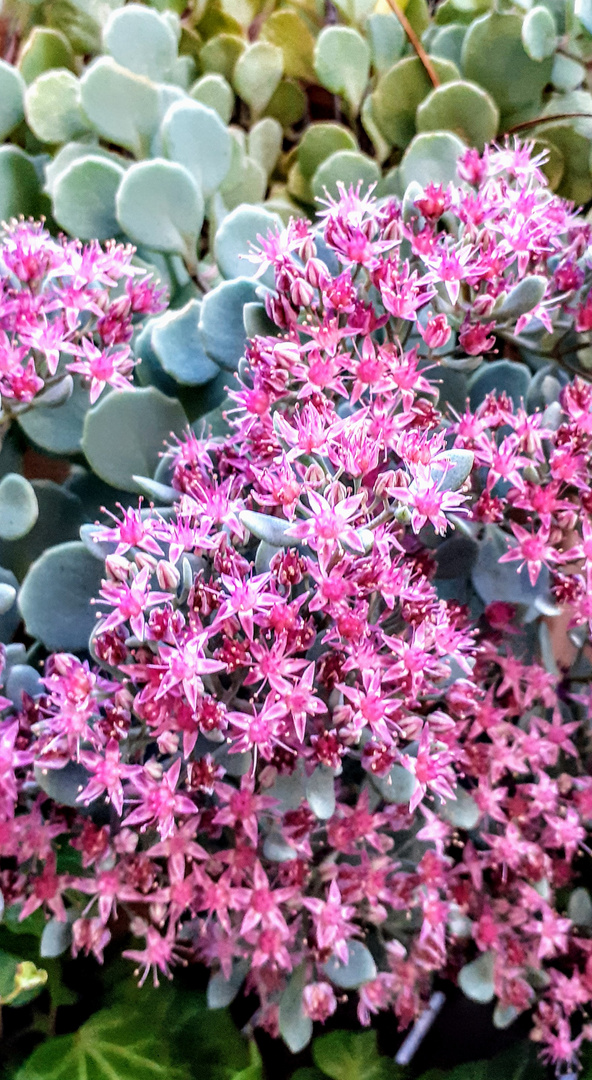 "Sedum cauticola 'Robustum'