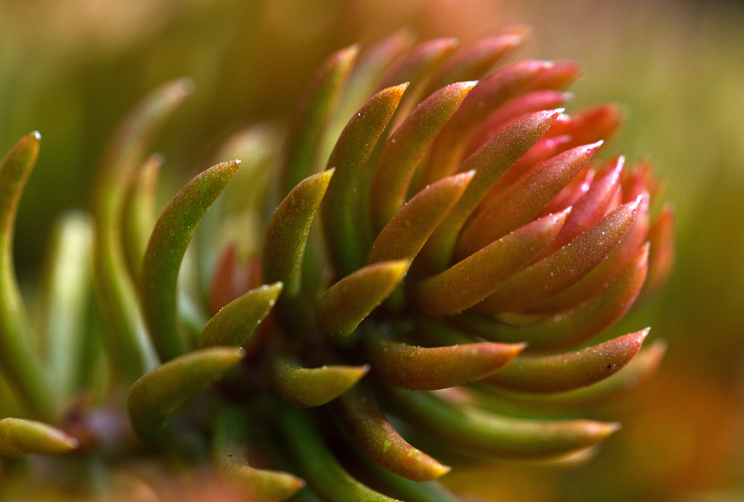 Sedum