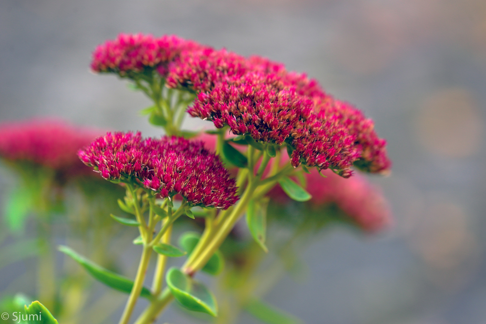 Sedum