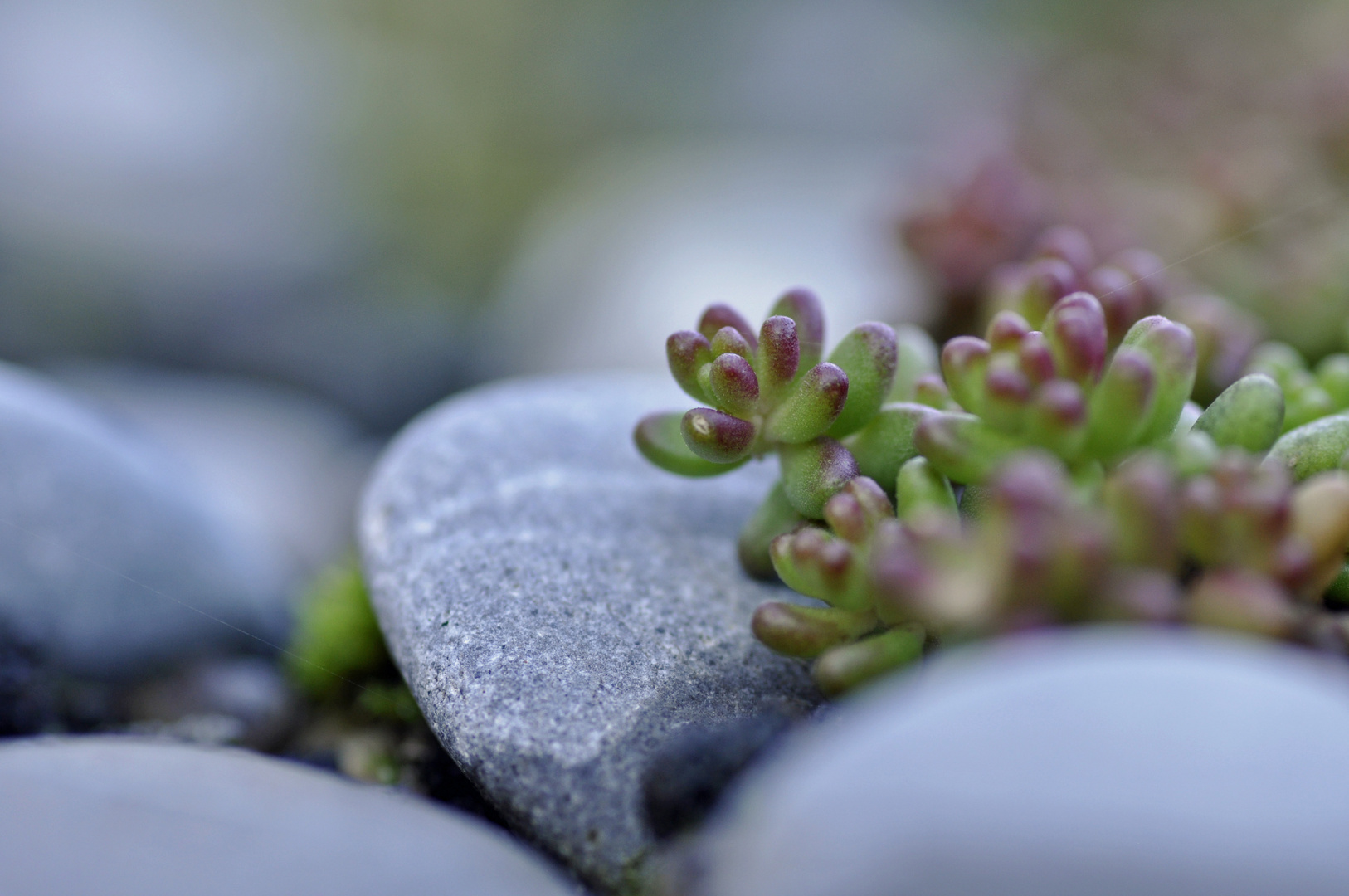 Sedum