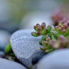 Sedum