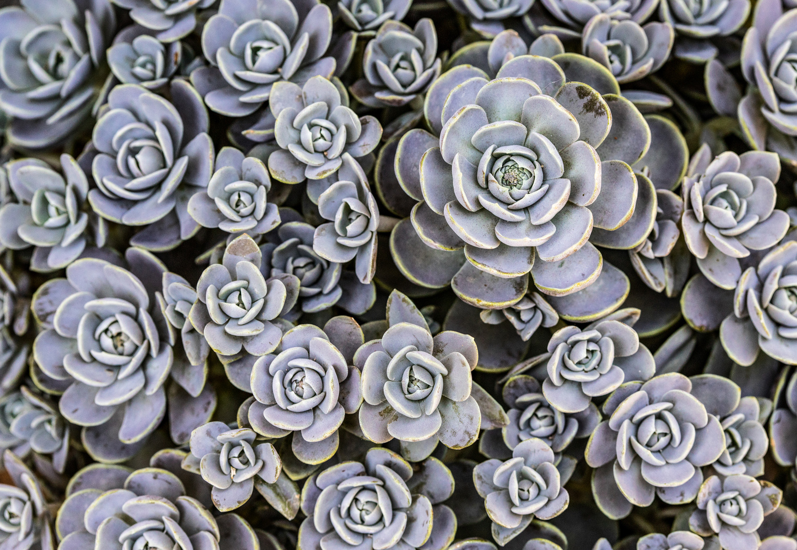 Sedum