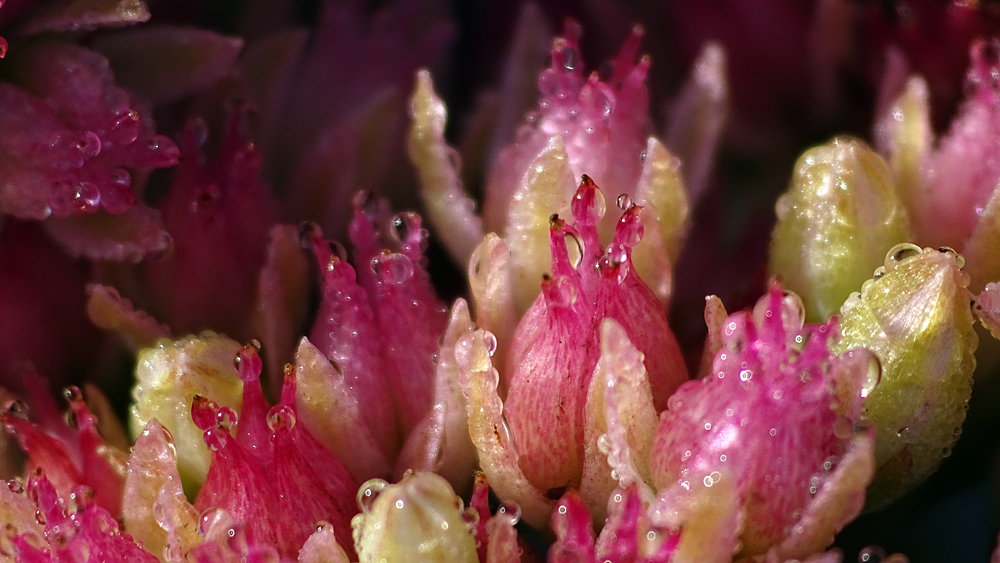 Sedum im Herbst