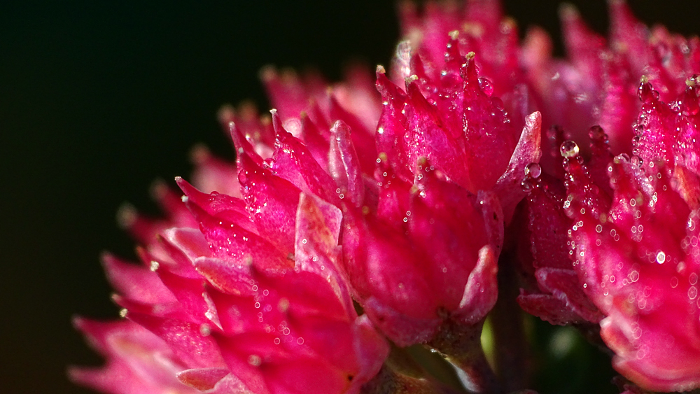 Sedum im Herbst