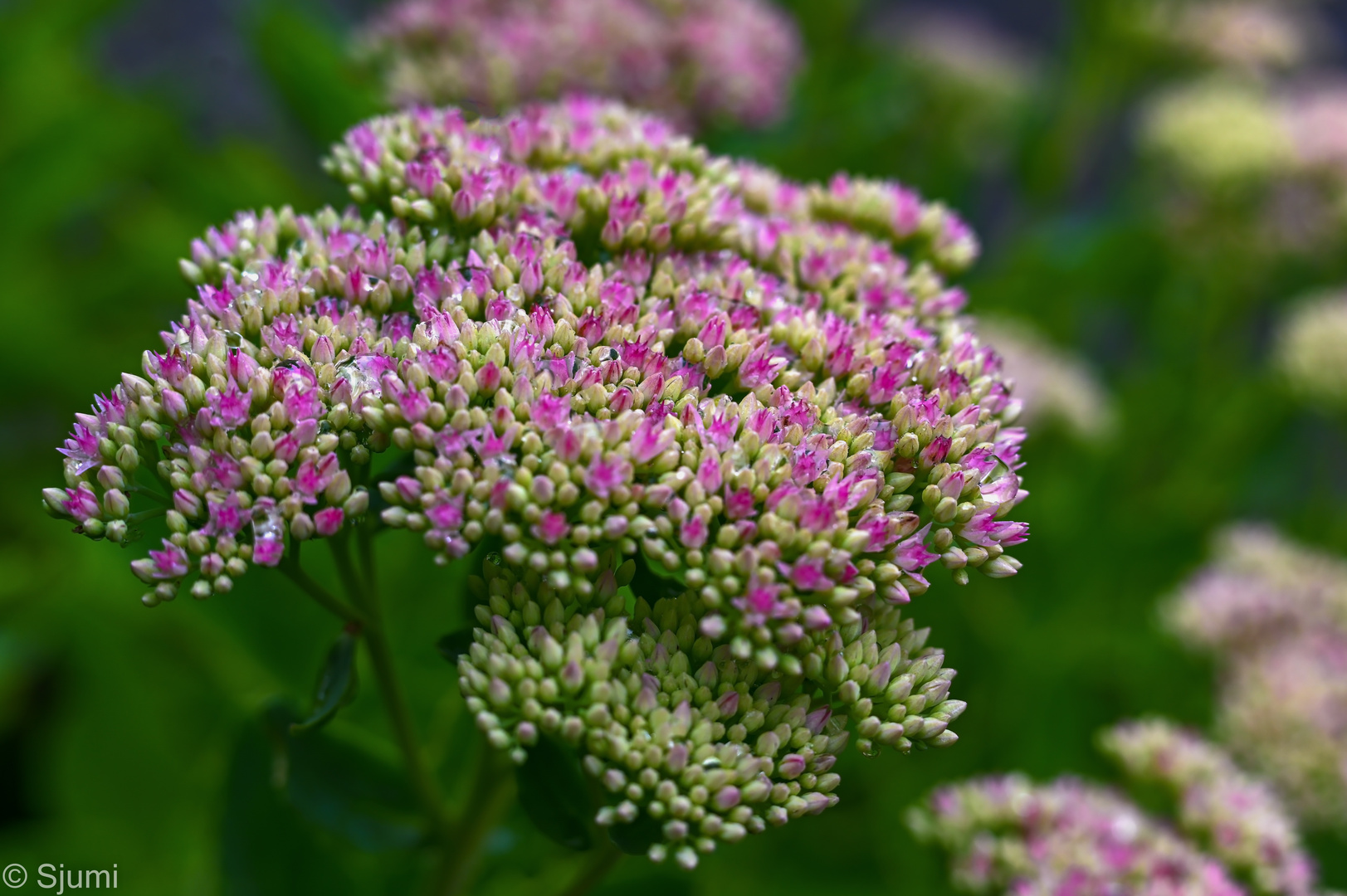 Sedum Impression