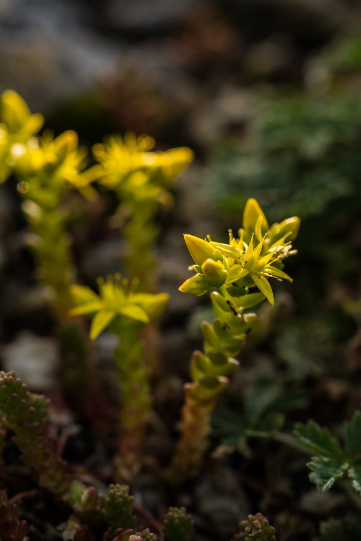 Sedum lanceolatum