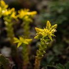 Sedum lanceolatum