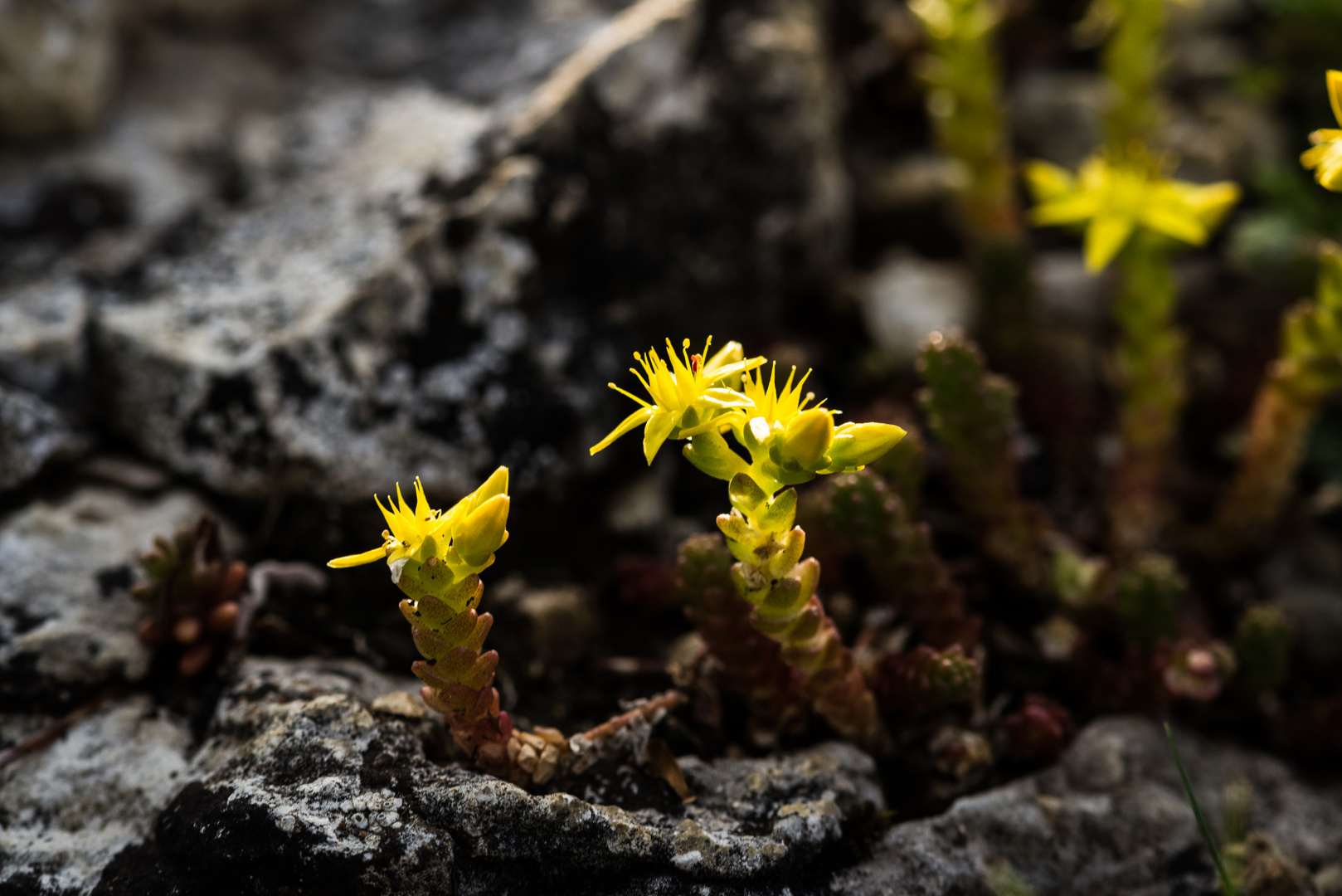 Sedum lanceolatum