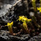 Sedum lanceolatum