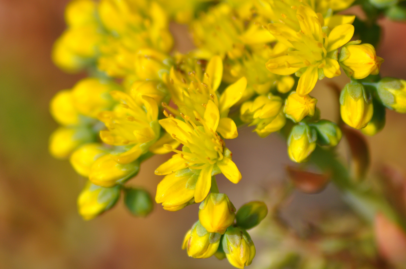 Sedum lanceolatum - Mauerpfeffer