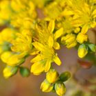 Sedum lanceolatum - Mauerpfeffer