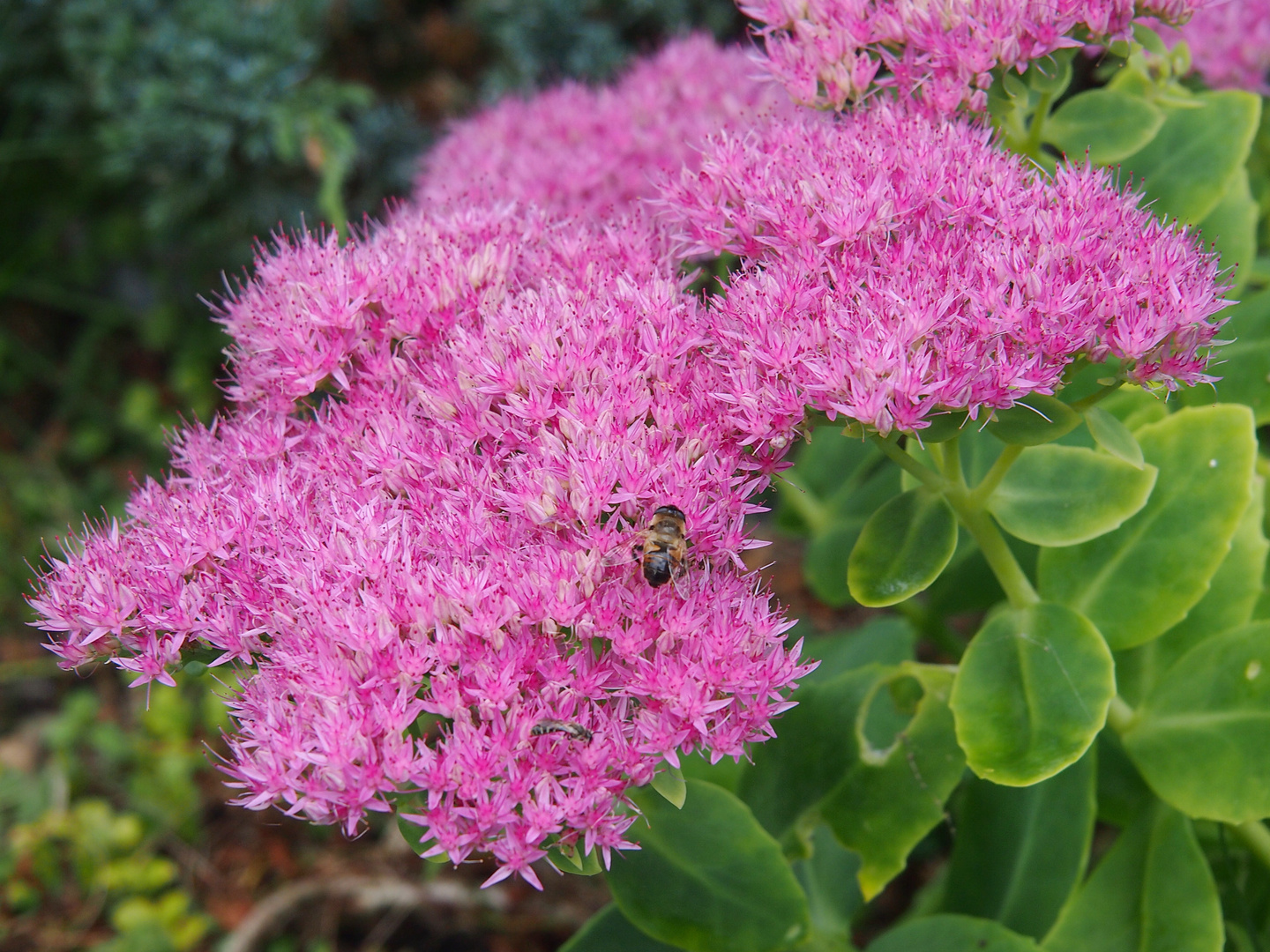 Sedum mit kleiner Besucherin