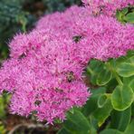 Sedum mit kleiner Besucherin