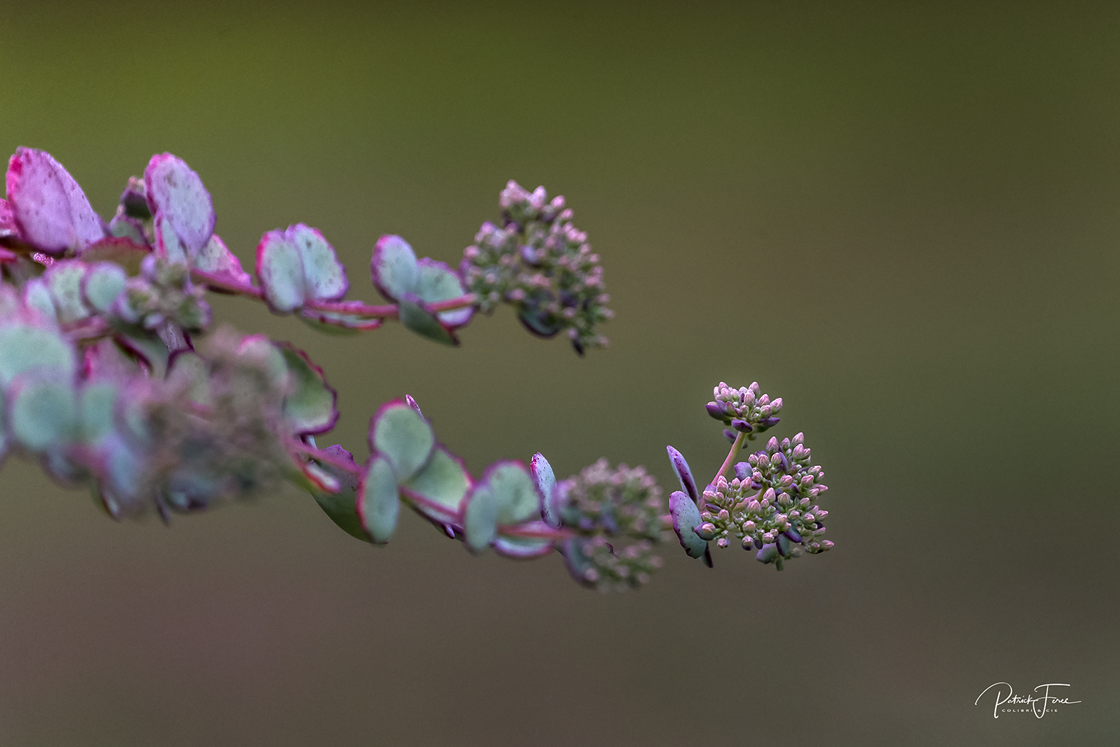 sedum rouge