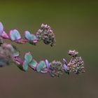 sedum rouge