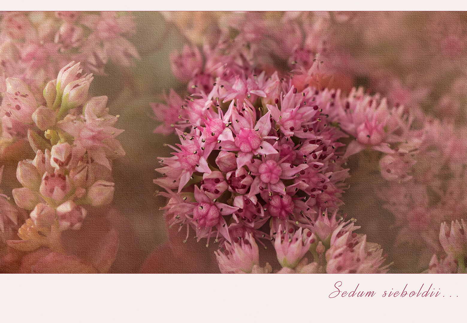 Sedum sieboldii oder einfach "Oktoberle"...