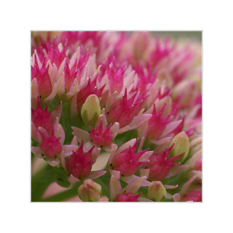 Sedum Spectabile